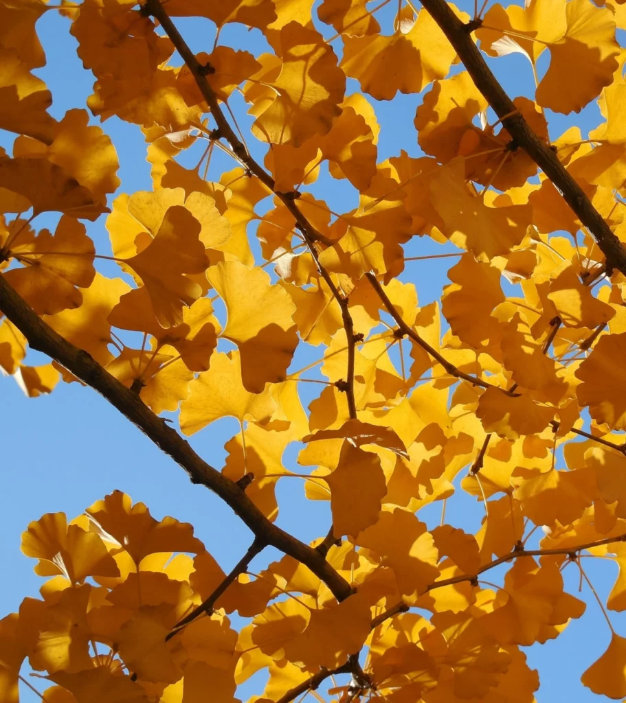 Äste mit herbstlich gelben Gingko-Blättern vor blauem Himmel